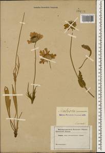 Lomelosia caucasica (M. Bieb.) Greuter & Burdet, Caucasus (no precise locality) (K0)