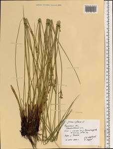 Juncus inflexus L., Eastern Europe, Central region (E4) (Russia)