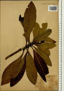 Rhaphiolepis bibas (Lour.) Galasso & Banfi, South Asia, South Asia (Asia outside ex-Soviet states and Mongolia) (ASIA) (Japan)