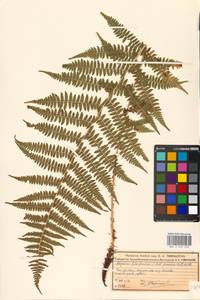 Athyrium filix-femina, Eastern Europe, Moscow region (E4a) (Russia)