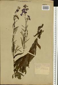 Chamaenerion angustifolium (L.) Scop., Eastern Europe, Belarus (E3a) (Belarus)