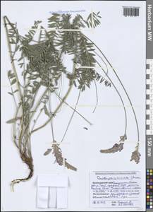 Onobrychis arenaria subsp. miniata (Steven) P.W.Ball, Caucasus, Black Sea Shore (from Novorossiysk to Adler) (K3) (Russia)