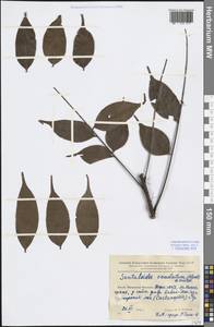 Rourea caudata Planch., South Asia, South Asia (Asia outside ex-Soviet states and Mongolia) (ASIA) (China)
