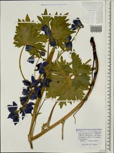 Delphinium caucasicum C. A. Mey., Caucasus, Stavropol Krai, Karachay-Cherkessia & Kabardino-Balkaria (K1b) (Russia)