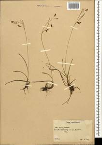 Carex capillaris L., Caucasus, South Ossetia (K4b) (South Ossetia)