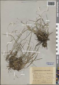 Luzula rufescens Fisch. ex E.Mey., Siberia, Russian Far East (S6) (Russia)