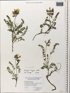 Astragalus fragrans Willd., Caucasus, Black Sea Shore (from Novorossiysk to Adler) (K3) (Russia)