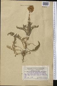 Handelia trichophylla (Schrenk ex Fisch. & C. A. Mey.) Heimerl, Middle Asia, Western Tian Shan & Karatau (M3) (Kazakhstan)