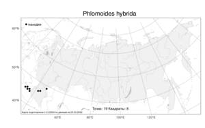 Phlomoides hybrida (Zelen.) Kamelin & Makhm., Atlas of the Russian Flora (FLORUS) (Russia)