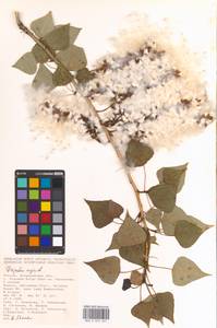 Populus nigra L., Eastern Europe, Lower Volga region (E9) (Russia)