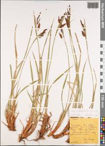 Carex middendorffii F.Schmidt, Siberia, Russian Far East (S6) (Russia)