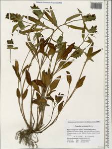 Prunella laciniata (L.) L., Caucasus, Krasnodar Krai & Adygea (K1a) (Russia)