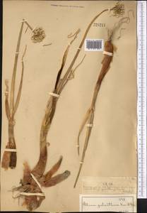 Allium galanthum Kar. & Kir., Middle Asia, Muyunkumy, Balkhash & Betpak-Dala (M9) (Kazakhstan)