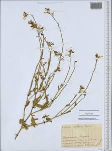 Eruca vesicaria subsp. sativa (Mill.) Thell., Middle Asia, Karakum (M6) (Turkmenistan)