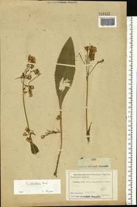 Senecio macrophyllus M. Bieb., Eastern Europe, Middle Volga region (E8) (Russia)