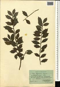 Ilex hyrcana Pojark., Caucasus, Azerbaijan (K6) (Azerbaijan)