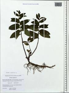 Mentha × piperita L., Caucasus, Krasnodar Krai & Adygea (K1a) (Russia)