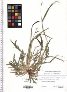 Echinochloa crus-galli (L.) P.Beauv., Eastern Europe, Middle Volga region (E8) (Russia)