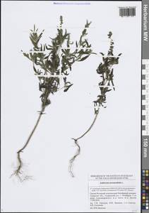 Ambrosia artemisiifolia L., Eastern Europe, Middle Volga region (E8) (Russia)