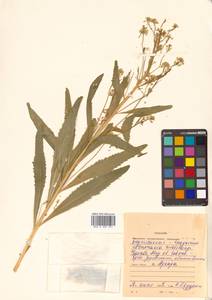 Armoracia rusticana G. Gaertn., B. Mey. & Scherb., Siberia, Russian Far East (S6) (Russia)