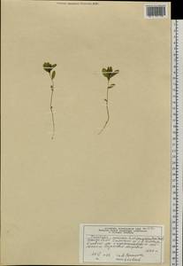 Lysimachia europaea (L.) U. Manns & Anderb., Siberia, Altai & Sayany Mountains (S2) (Russia)