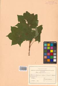 Acer pictum subsp. mayrii (Schwer.) H.Ohashi, Siberia, Russian Far East (S6) (Russia)