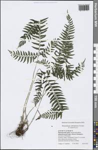 Polystichum tripteron (Kunze) C. Presl, Siberia, Russian Far East (S6) (Russia)