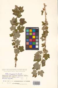 Ribes burejense F. Schmidt, Siberia, Russian Far East (S6) (Russia)