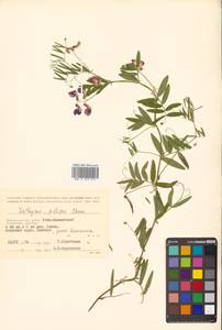 Lathyrus palustris subsp. palustris, Siberia, Chukotka & Kamchatka (S7) (Russia)