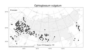 Ophioglossum vulgatum L., Atlas of the Russian Flora (FLORUS) (Russia)