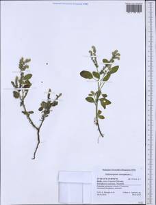 Heliotropium europaeum L., Western Europe (EUR) (Italy)