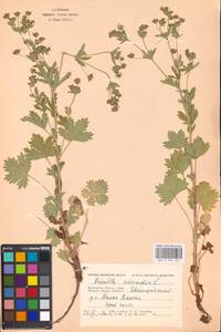 Potentilla intermedia L., Eastern Europe, Moscow region (E4a) (Russia)