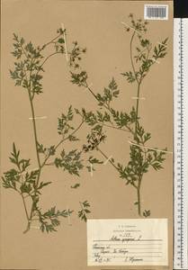 Aethusa cynapium L., Eastern Europe, Central region (E4) (Russia)