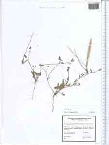 Erodium, Middle Asia, Pamir & Pamiro-Alai (M2) (Uzbekistan)