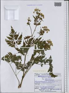 Chaerophyllum aureum L., Caucasus, North Ossetia, Ingushetia & Chechnya (K1c) (Russia)