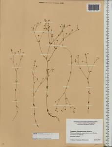 Linum catharticum L., Eastern Europe, West Ukrainian region (E13) (Ukraine)