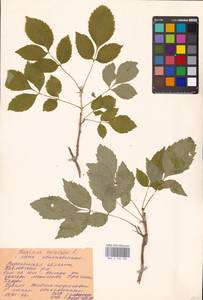 Fraxinus excelsior L., Eastern Europe, Central forest-and-steppe region (E6) (Russia)