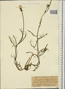 Scorzonera laciniata L., Caucasus, Krasnodar Krai & Adygea (K1a) (Russia)