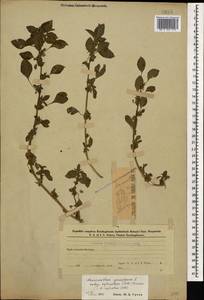 Amaranthus graecizans L., Caucasus, Azerbaijan (K6) (Azerbaijan)