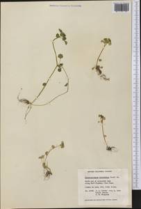 Chrysosplenium tetrandrum (N. Lund) Th. Fr., America (AMER) (Canada)