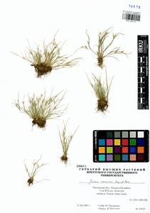 Juncus ranarius Songeon & E. P. Perrier, Siberia, Baikal & Transbaikal region (S4) (Russia)