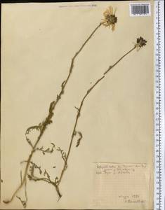 Tanacetum alatavicum Herder, Middle Asia, Northern & Central Tian Shan (M4) (Kyrgyzstan)