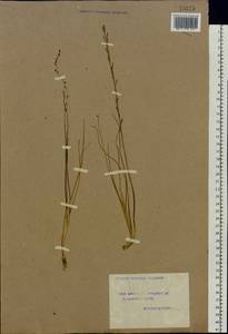 Triglochin palustris L., Eastern Europe, Volga-Kama region (E7) (Russia)
