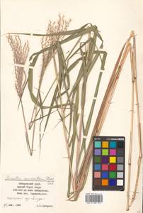 Miscanthus sacchariflorus (Maxim.) Hack., Siberia, Russian Far East (S6) (Russia)