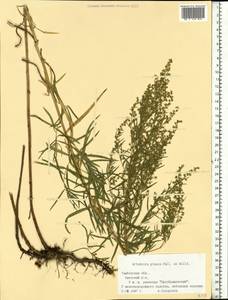 Artemisia glauca Pall. ex Willd., Eastern Europe, Central forest-and-steppe region (E6) (Russia)