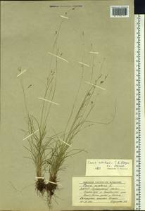 Carex sedakowii C.A.Mey. ex Meinsh., Siberia, Yakutia (S5) (Russia)