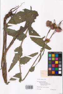 Cirsium canum (L.) All., Eastern Europe, Central forest-and-steppe region (E6) (Russia)