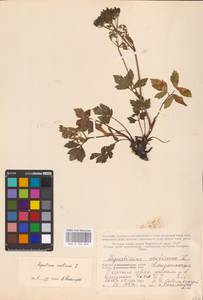 Ligusticum scoticum L., Eastern Europe, Northern region (E1) (Russia)