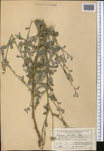 Pulicaria salviifolia Bunge, Middle Asia, Pamir & Pamiro-Alai (M2) (Tajikistan)
