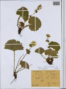 Geum calthifolium subsp. calthifolium, Siberia, Russian Far East (S6) (Russia)